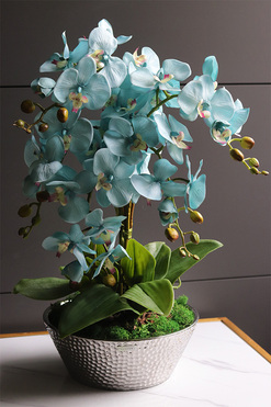 Blue Garden, turkusowy storczyk w lustrzanej donicy, wys.56cm 