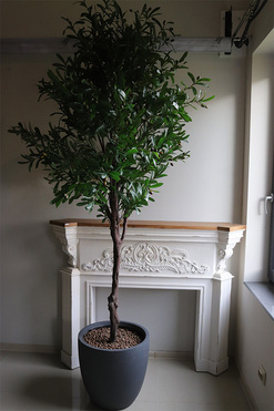 Oliwka Concrete, sztuczne drzewko w betonowej donicy, wys.250cm