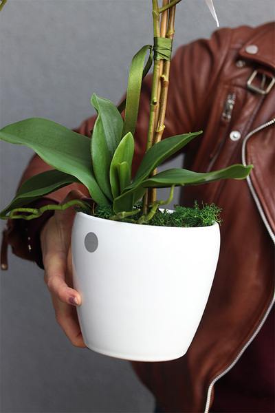 Pure White, sztuczny storczyk w ceramicznej donicy