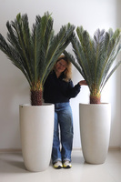 Cykas Ibis Concrete, sztuczna roślina w betonowej donicy