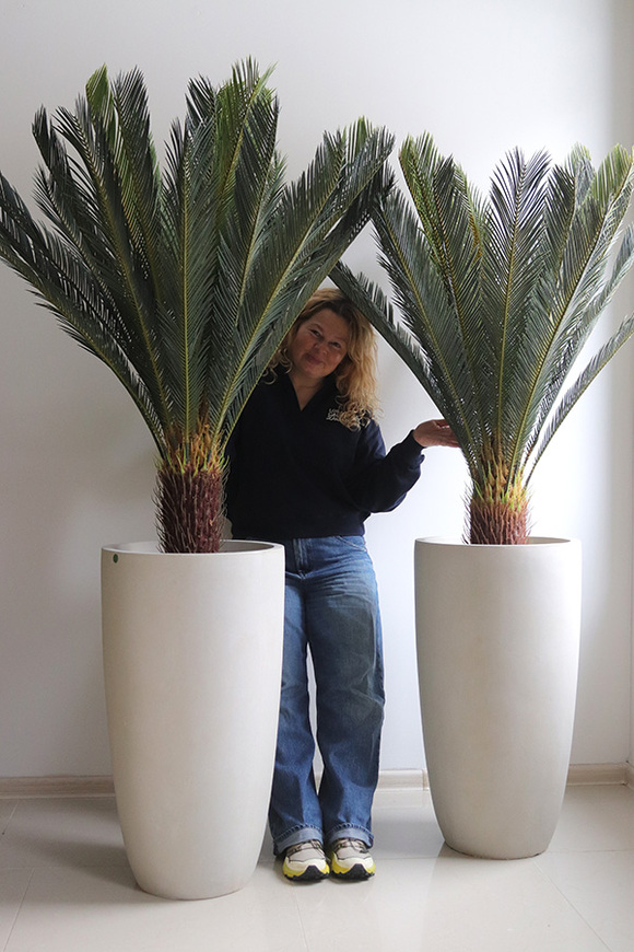 Cykas Ibis Concrete, sztuczna roślina w betonowej donicy