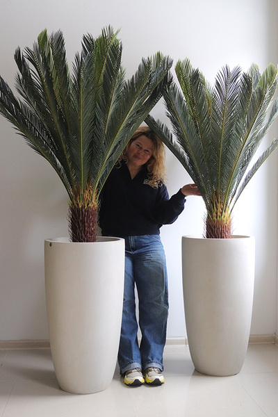 Cykas Ibis Concrete, sztuczna roślina w betonowej donicy