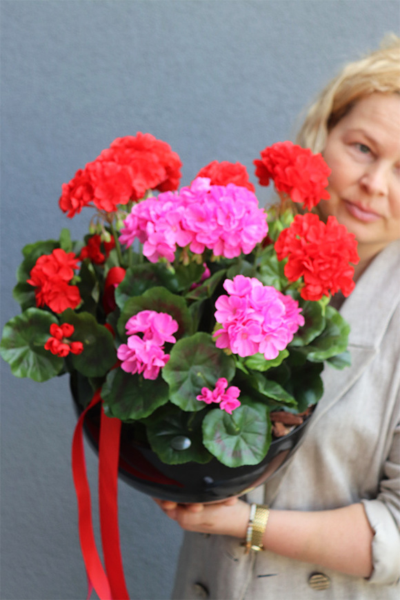 Pelargonie Dorotea, komplet dekoracji nagrobnych
