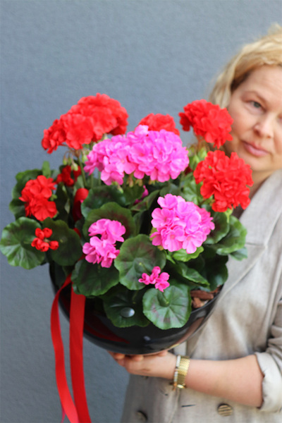Pelargonie Dorotea, komplet dekoracji nagrobnych