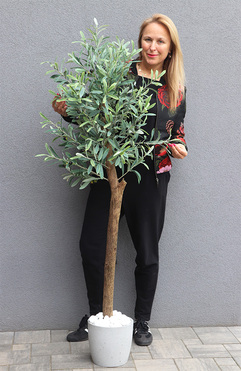 Oliwka Concrete Lite, sztuczne drzewko w betonowej donicy, wys.175cm 