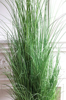 Goldiste Luck, elegancka trawa w złotej donicy