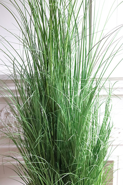 Goldiste Luck, elegancka trawa w złotej donicy