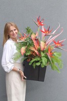 Strelicja Amazonica Saute, egzotyczna kompozycja do donicy klienta