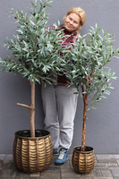 Oliwka Bellis, sztuczne drzewko w metalowej donicy