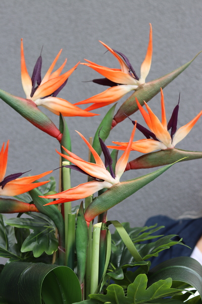 Strelicja Bali, kompozycja w czarnej donicy