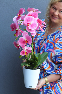 Pink Basics, gumowy storczyk w białej donicy, wys.60cm 