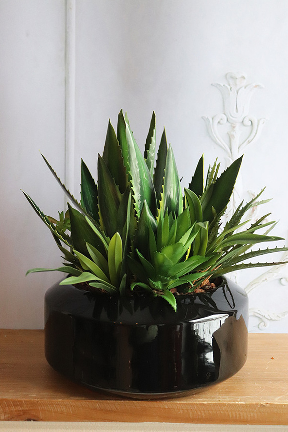 Dekolina Green Krefia, sukulenty w czarnej donicy