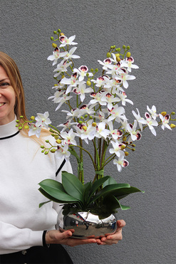 Tajlandia Orchidea Piano, storczyk w srebrnej donicy, wys.57cm