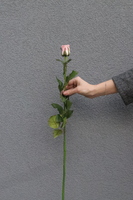 Róża Juliet, gałązka sztucznej róży, różowa