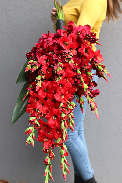 Mieczyki Czerwień, bukiet nagrobny do położenia