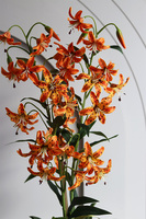 Pomarańczowa Łuna Thai, sztuczny storczyk w donicy