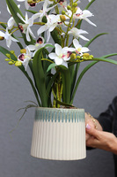 Munelio, elegancki sztuczny storczyk, wym.48cm