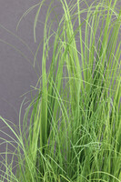 Fiberglass Marco Hazel, sztuczne trawy w białej donicy