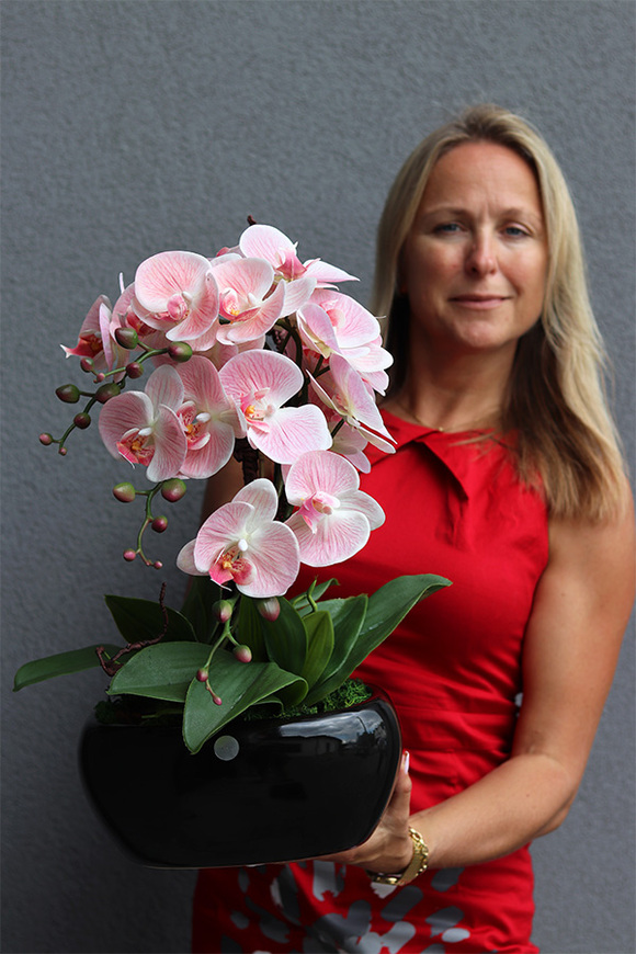 Nelida Black, gumowy storczyk w zielonej donicy