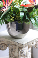 Strelicja Cinderella, kompozycja w srebrnej donicy