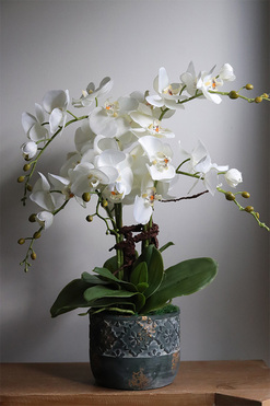 Leonite, storczyk w doniczce, wys.60cm