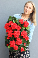 Pelargonia Classic, kosz z czerwonymi kwiatami