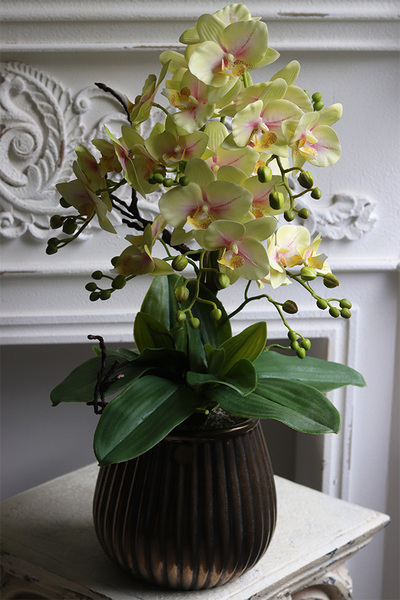 Limona Albina, gumowy storczyk w miedzianej osłonce