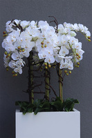 Fiberglass Grande Quadrina, ekskluzywny wysoki biały storczyk