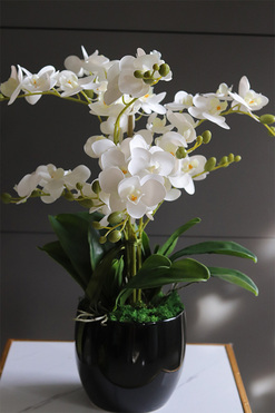 Black Jerda, gumowy storczyk w czarnej doniczce, wys.55cm