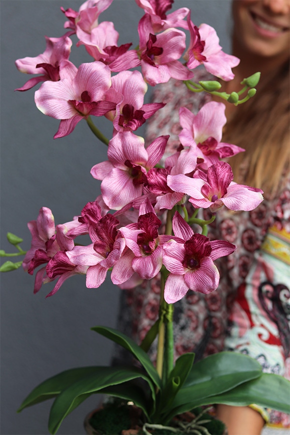 Pinkala, wiśniowy storczyk w złotej donicy
