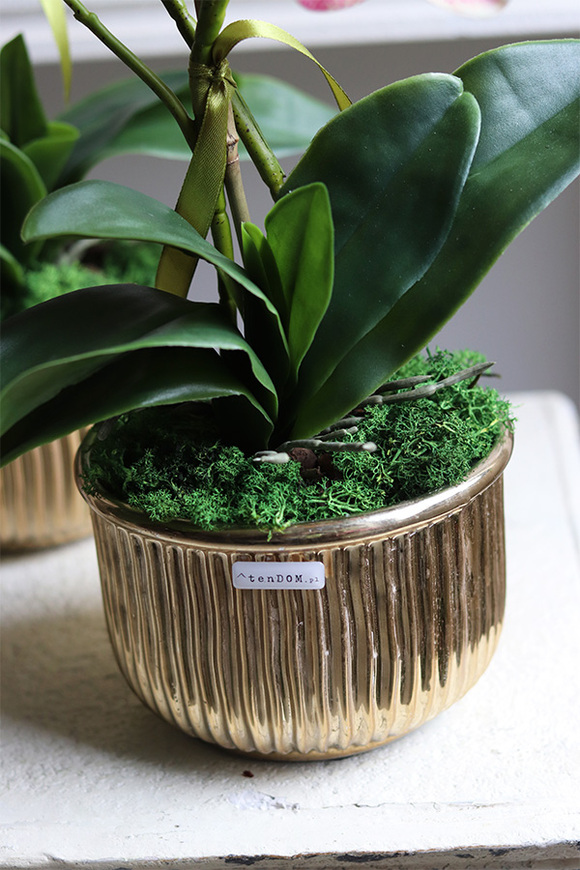 Clementina Granada, gumowy storczyk