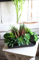 Begra Black, kompozycja sukulenty w podłużnej donicy, wym.27x38cm