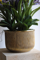 Violet Antique, gumowy storczyk cymbydium w doniczce