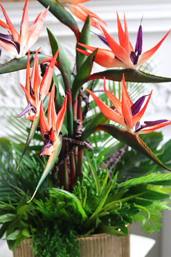 Strelicja Gold Red, kompozycja w złotej donicy, wys.75cm