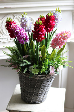 Pink Lady, hiacynty w koszu, wys.61cm