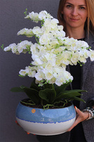 Quemada Blue 2, sztuczny storczyk w ozdobnej misie