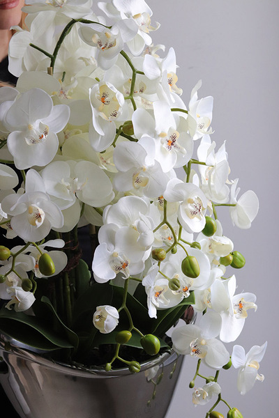 Fresco, storczyk w srebrnym coolerze