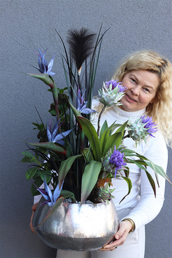 Strelicja Freemont, kompozycja w srebrnej donicy, wys.80cm