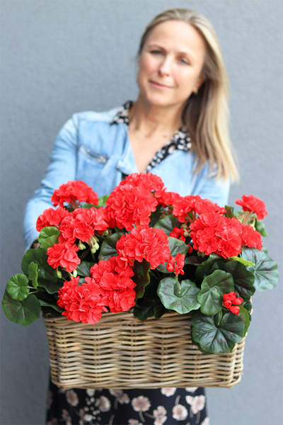 Pelargonia Classic, kosz z czerwonymi kwiatami