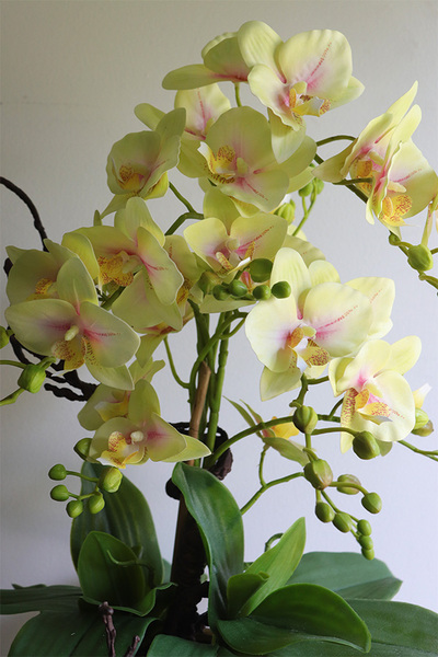 Limona Albina, gumowy storczyk w miedzianej osłonce