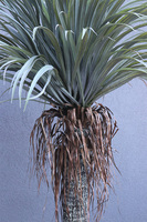 Jukka Rostrata, sztuczna roślina bez donicy, wys.214cm