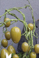 Easter Verde, stroik wielkanocny na plastrze drewna