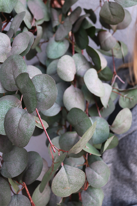 Eucalipto, bukiet wiszący