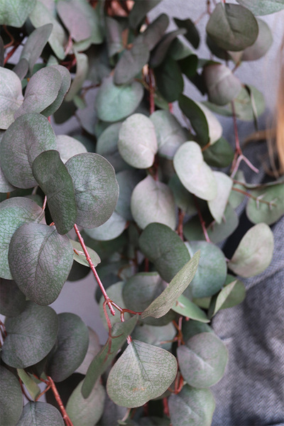 Eucalipto, bukiet wiszący