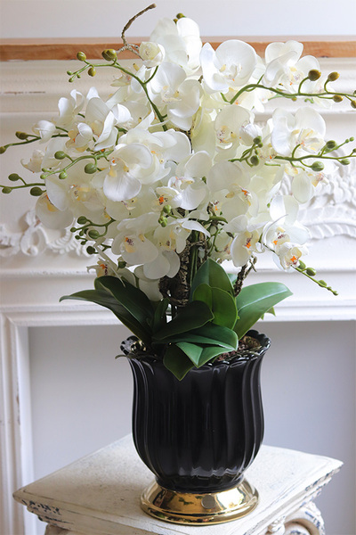 Meleusa Black, storczyk w ceramicznym pucharze