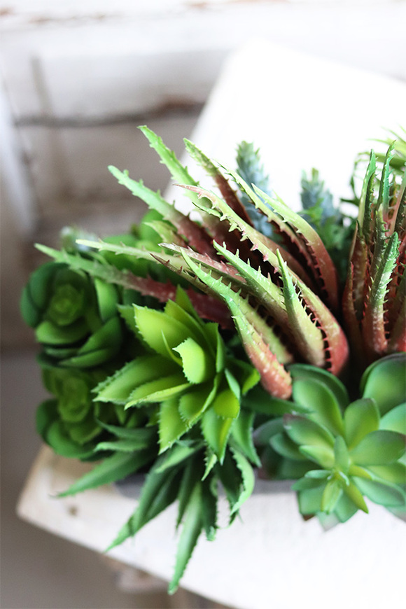 Begra Black, kompozycja sukulenty w podłużnej donicy, wym.27x38cm