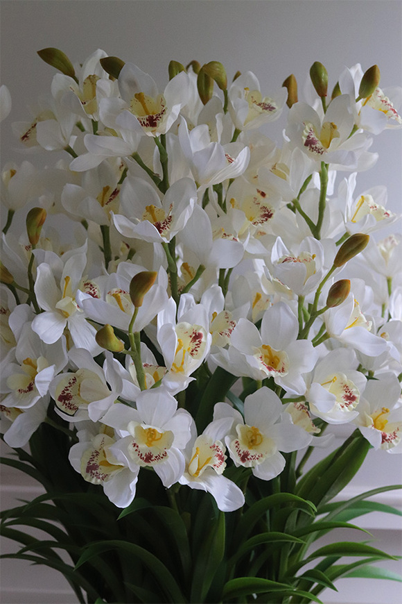 Grande Belezza Cymbydium, bardzo duży storczyk