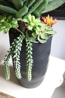 Ravenna, sukulenty w wysokiej donicy