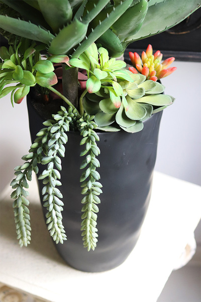 Ravenna, sukulenty w wysokiej donicy