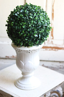 Neros 2, kula bukszpanowa w białym pucharze, wys.40cm